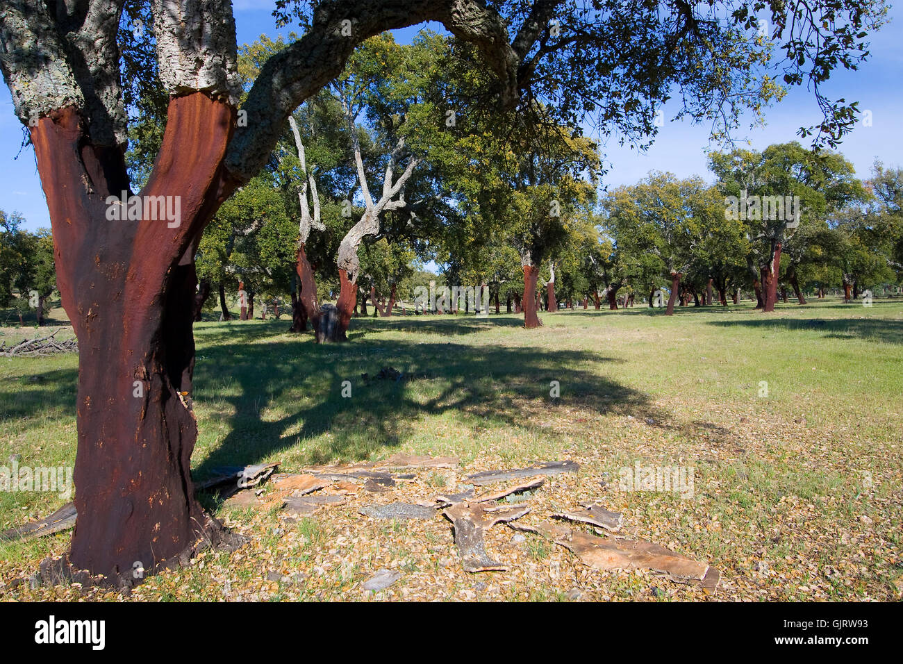 tree trees europe Stock Photo Alamy