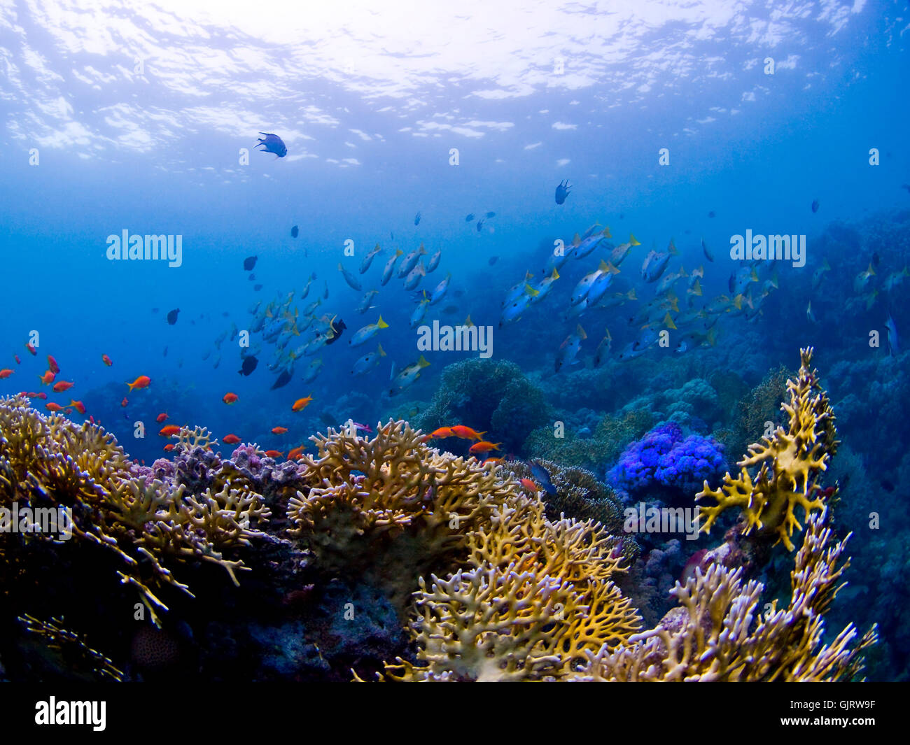 egypt fishes reef Stock Photo