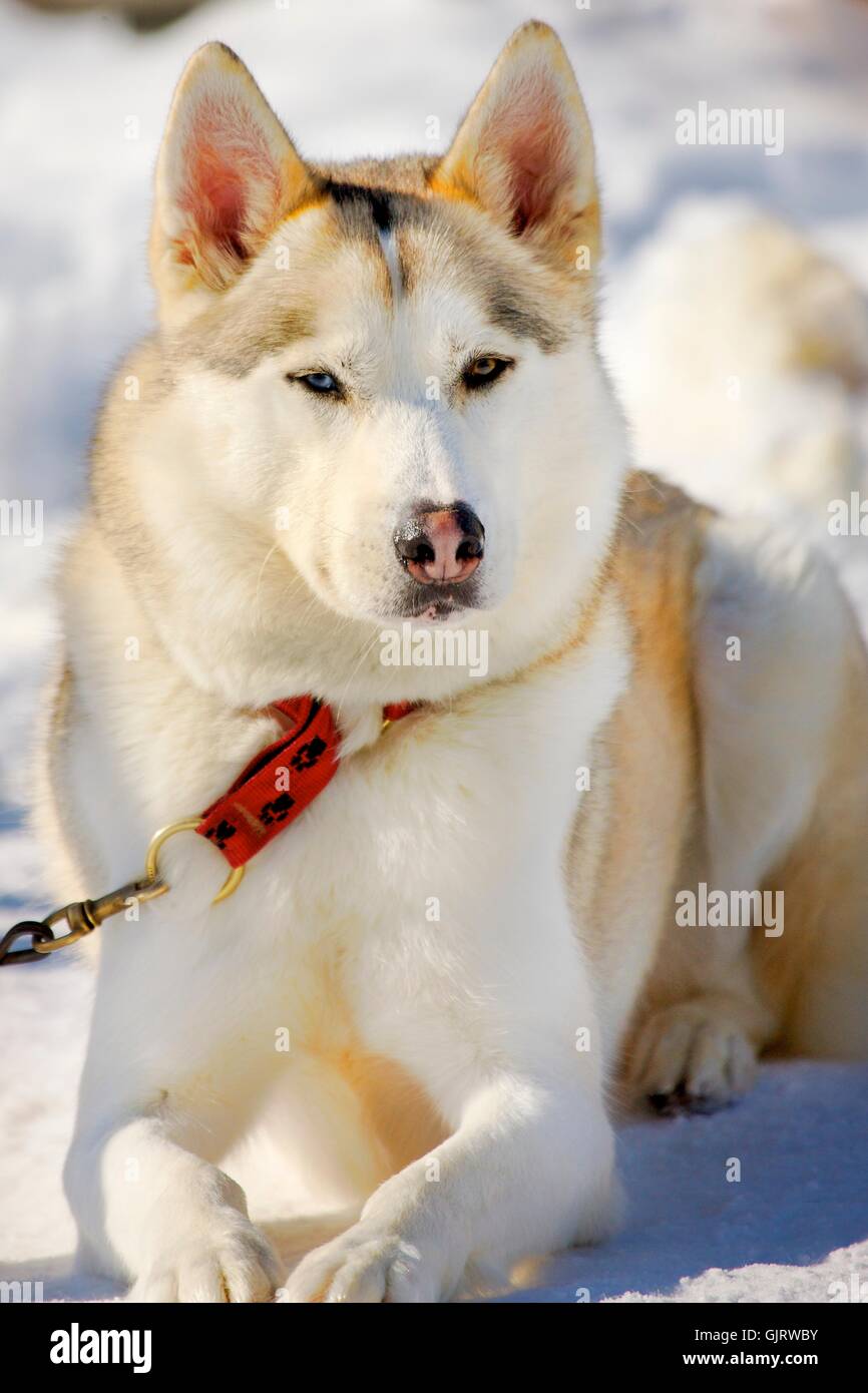 husky beautiful beauteously Stock Photo