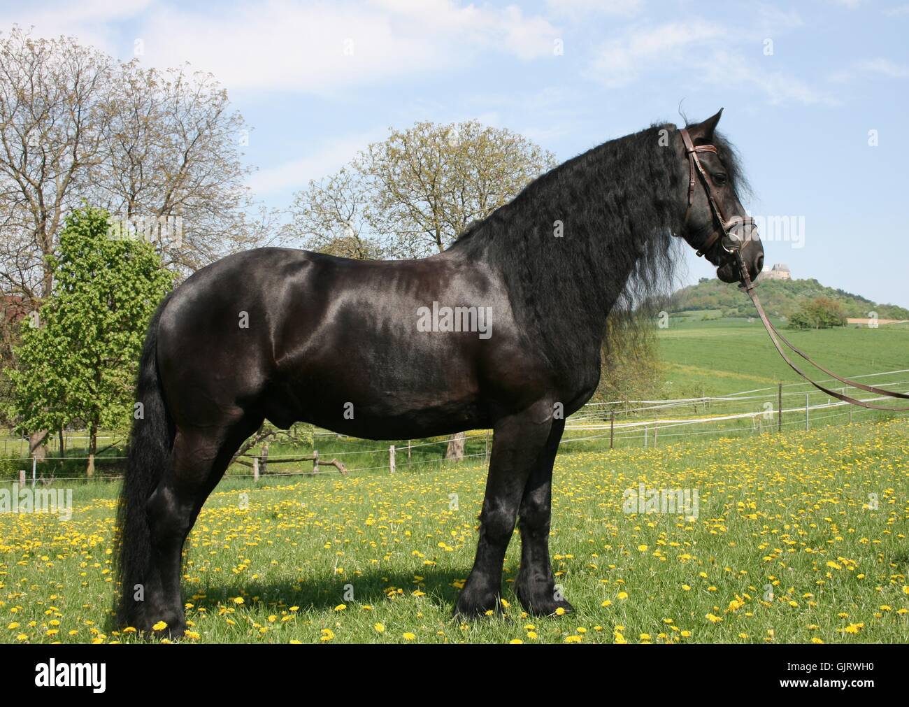 horse animal mammal Stock Photo