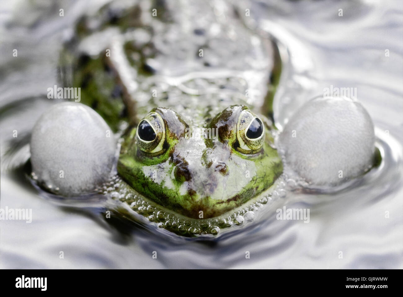 amphibians frog bloated Stock Photo