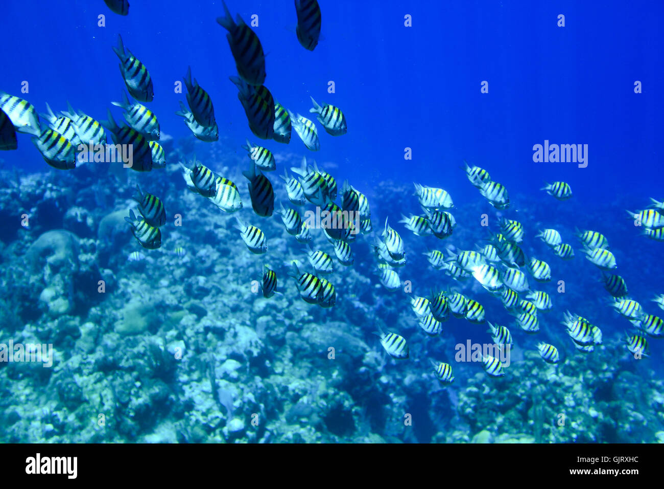 blue fish underwater Stock Photo