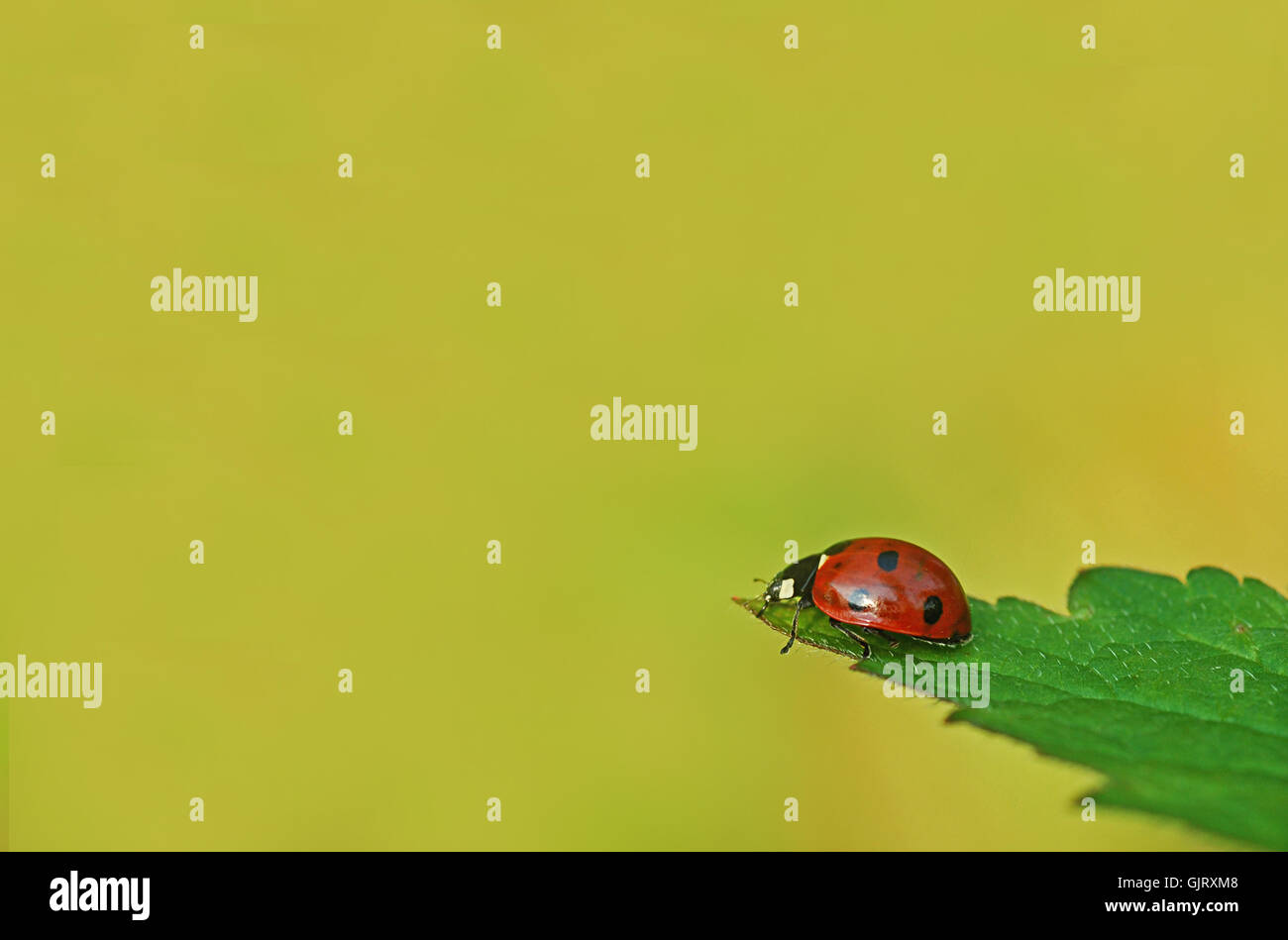 green beetle dots Stock Photo