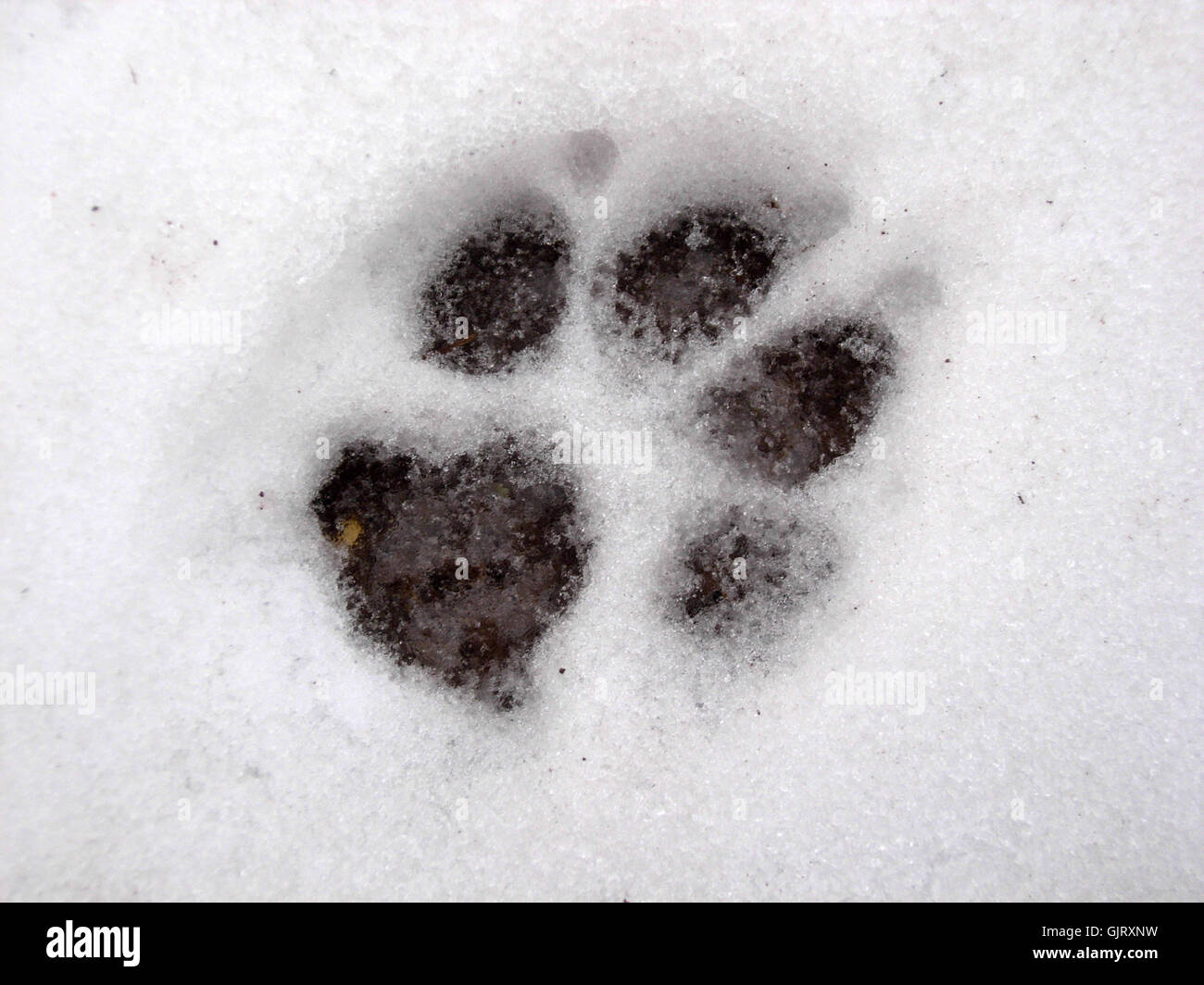 dog paw print Stock Photo - Alamy