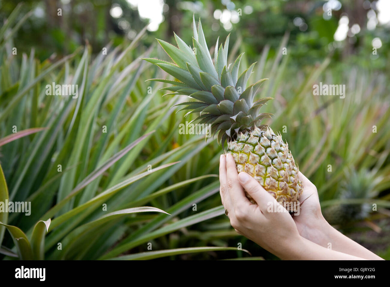 pick food aliment Stock Photo Alamy