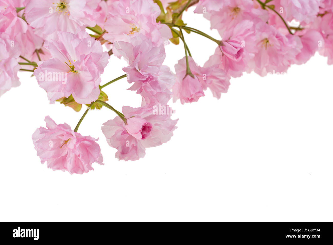 pink cherry blossom on white background Stock Photo - Alamy