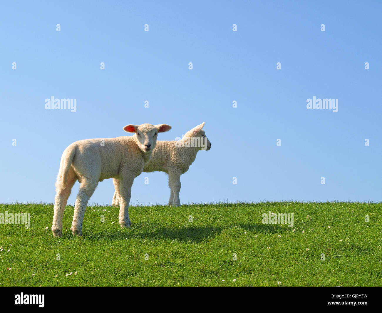 two easter lambs Stock Photo Alamy