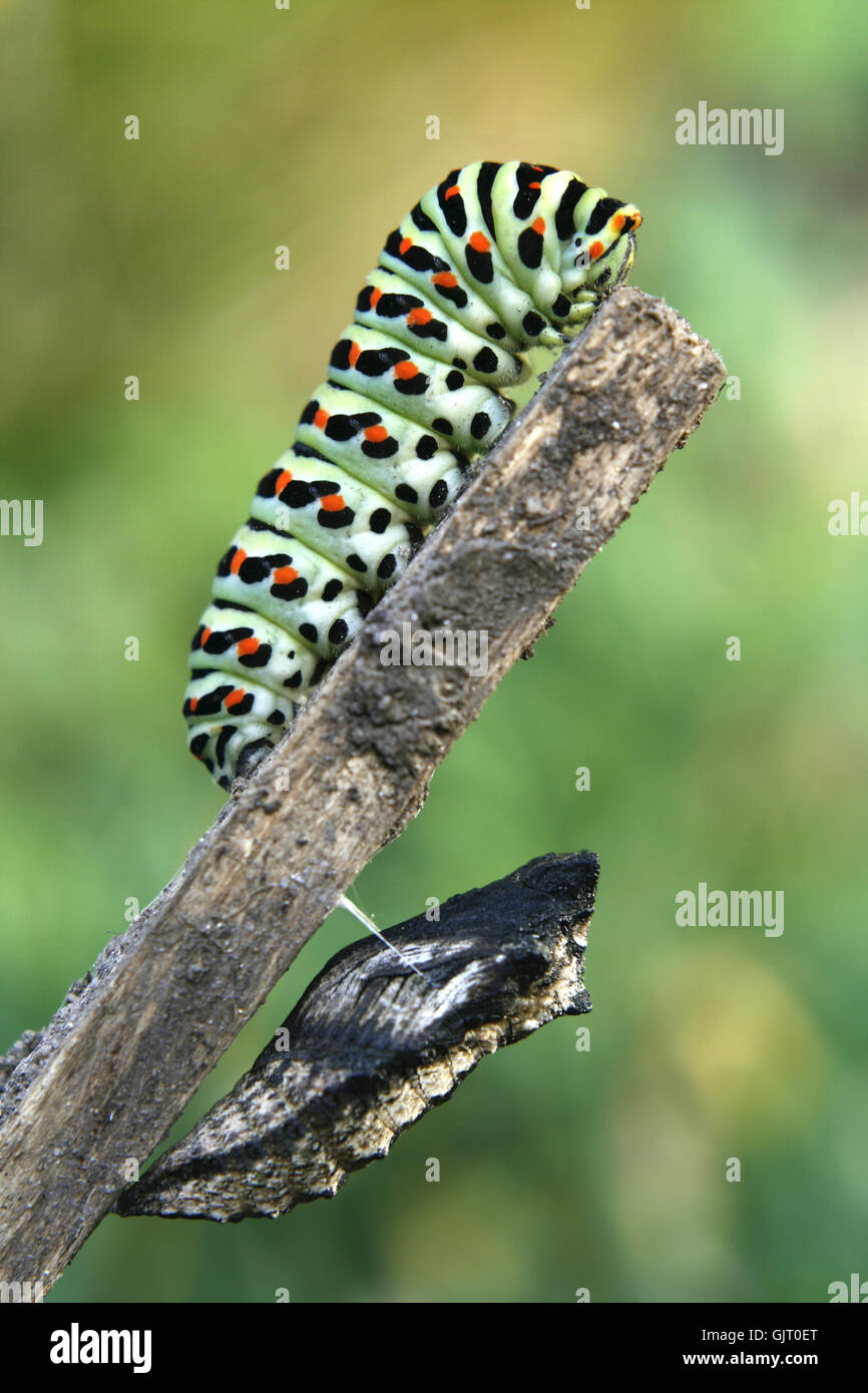 caterpillar and pupa Stock Photo