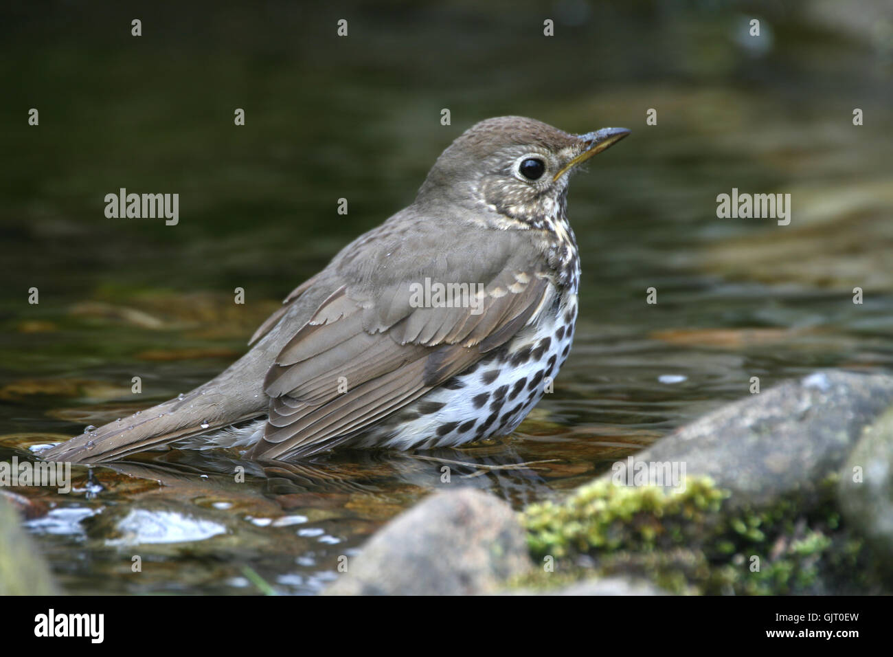 thrush in bathroom Stock Photo Alamy