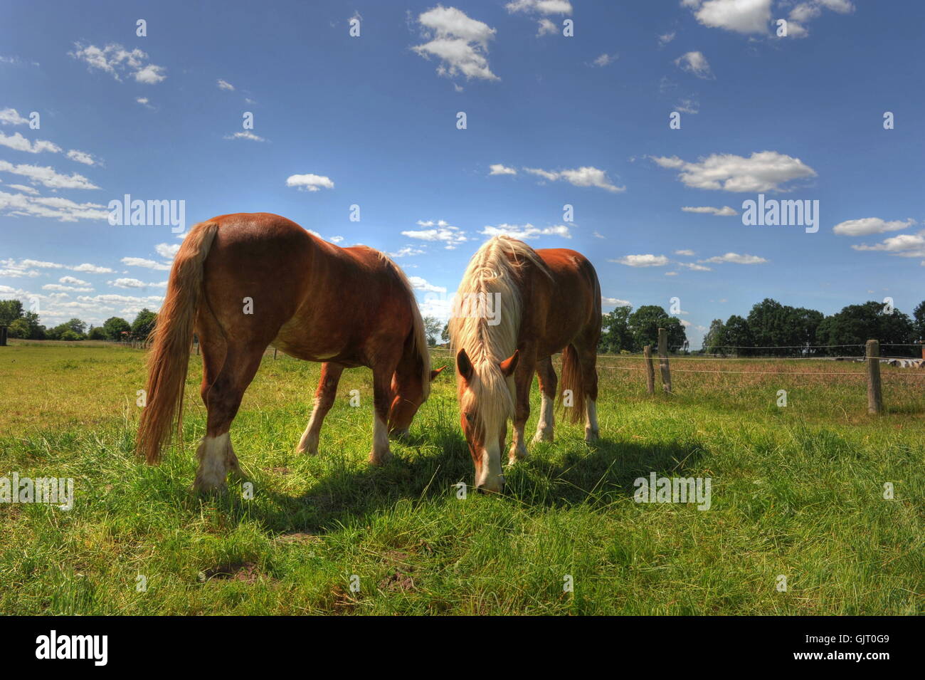 haflinger 2 Stock Photo