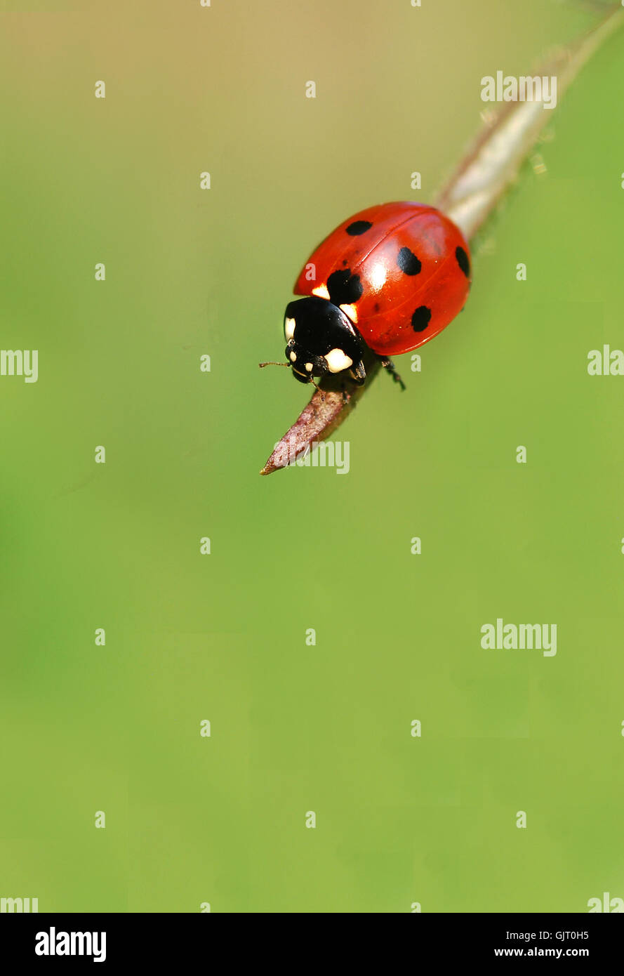 ladybug Stock Photo