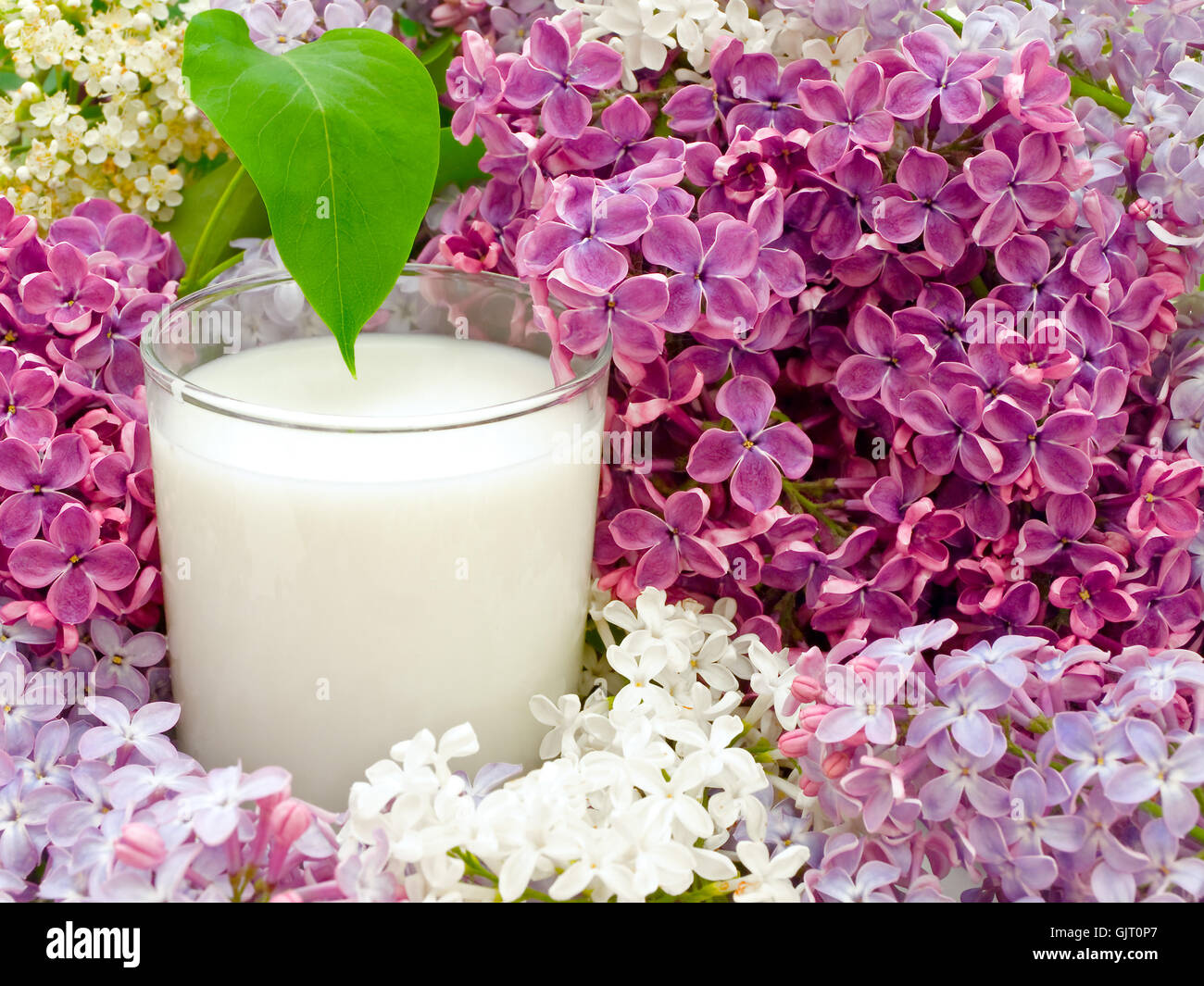 flower plant milk Stock Photo Alamy