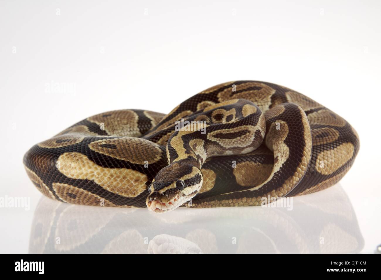 Königspython hi-res stock photography and images - Alamy