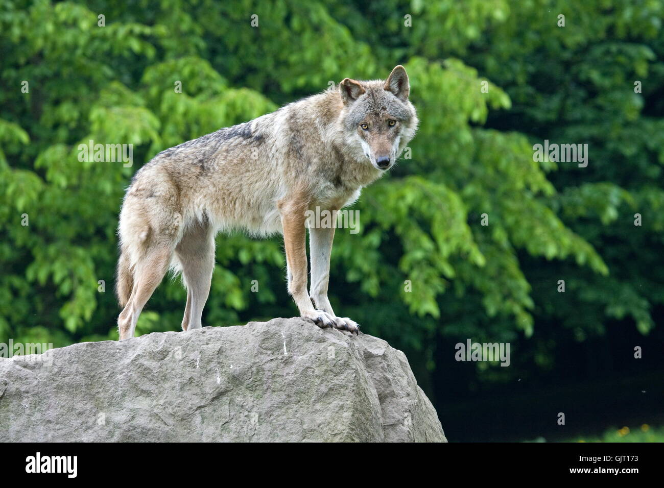 wolf portrait Stock Photo