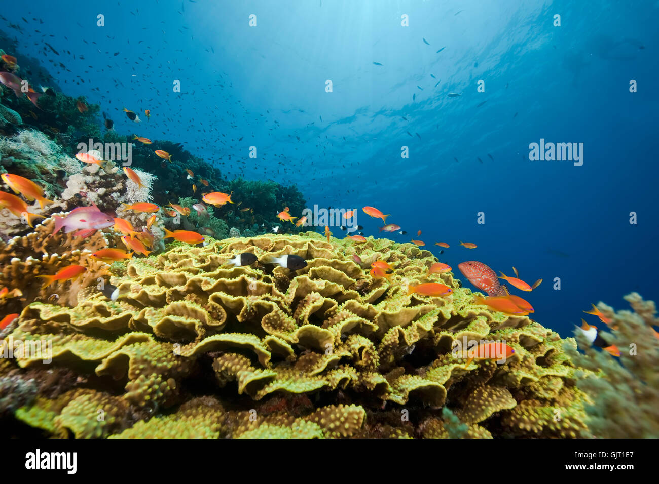 blue animal fish Stock Photo - Alamy