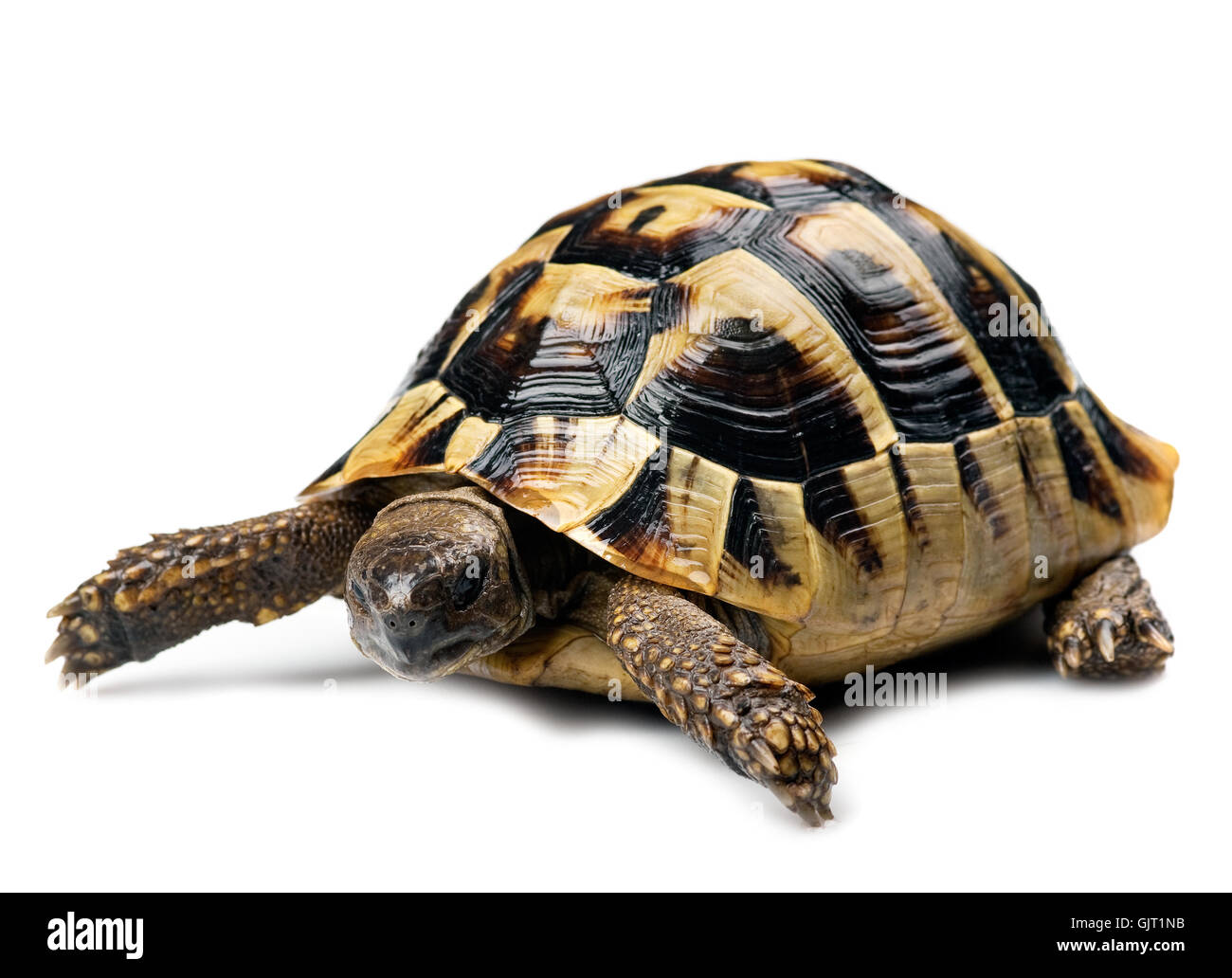 isolated animal pet Stock Photo - Alamy