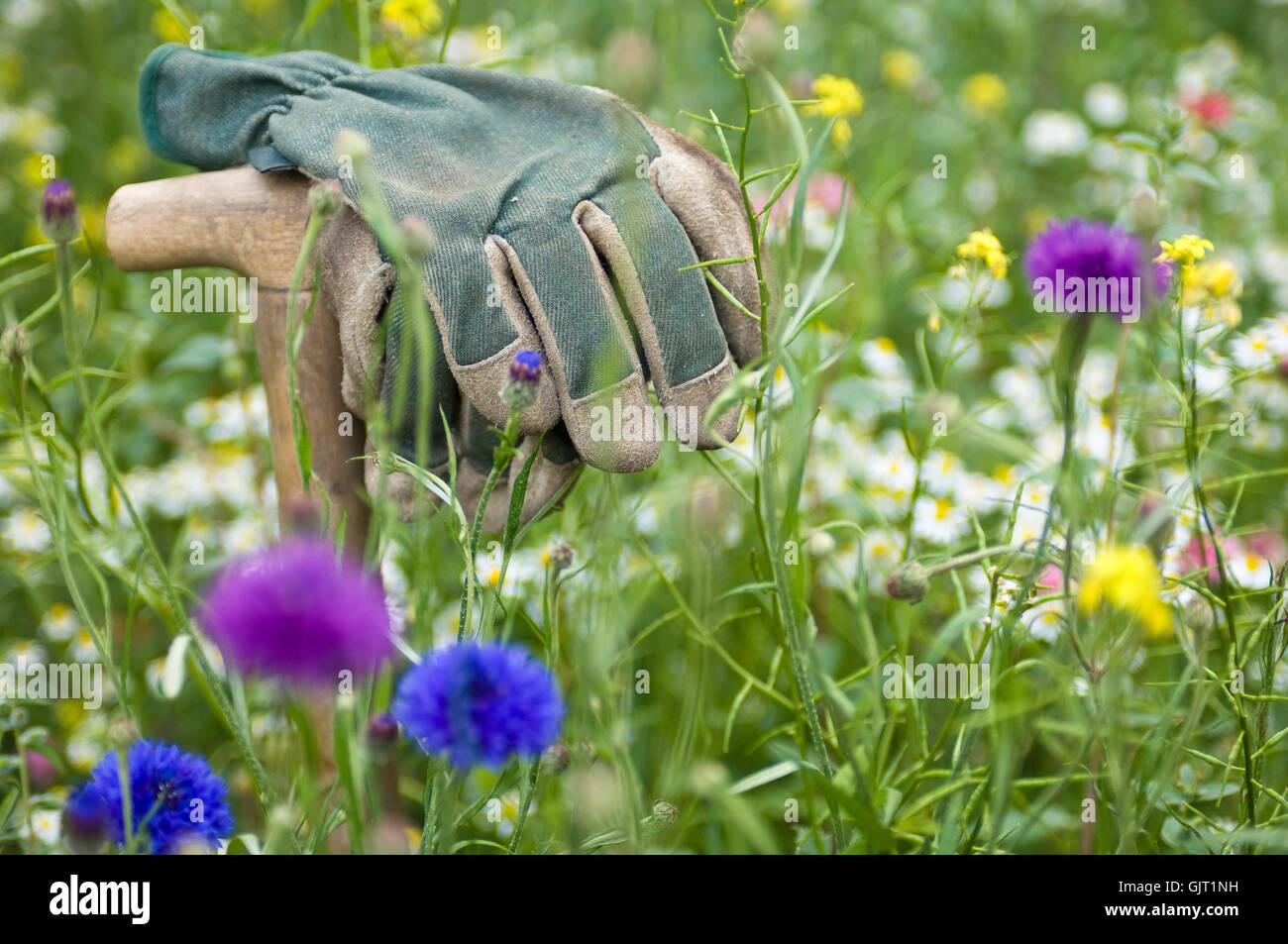 work gloves in the garden meadow Stock Photo
