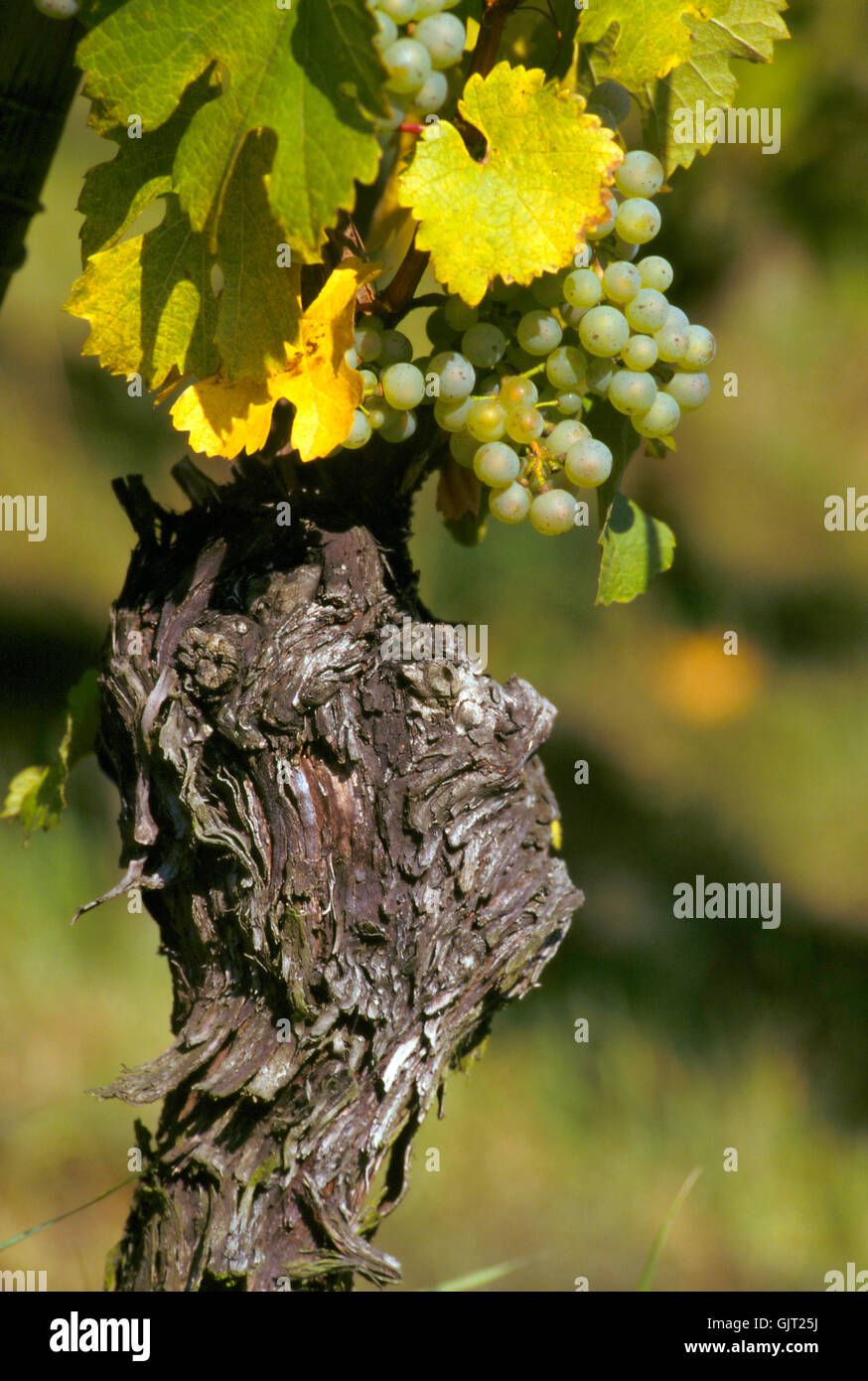 Fall grape leaves and vines hires stock photography and images Alamy