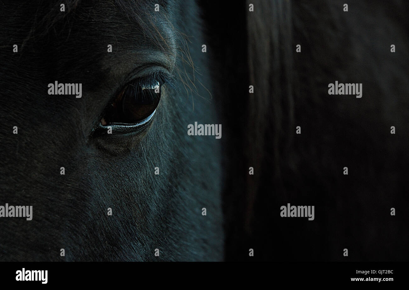horse animal eye Stock Photo