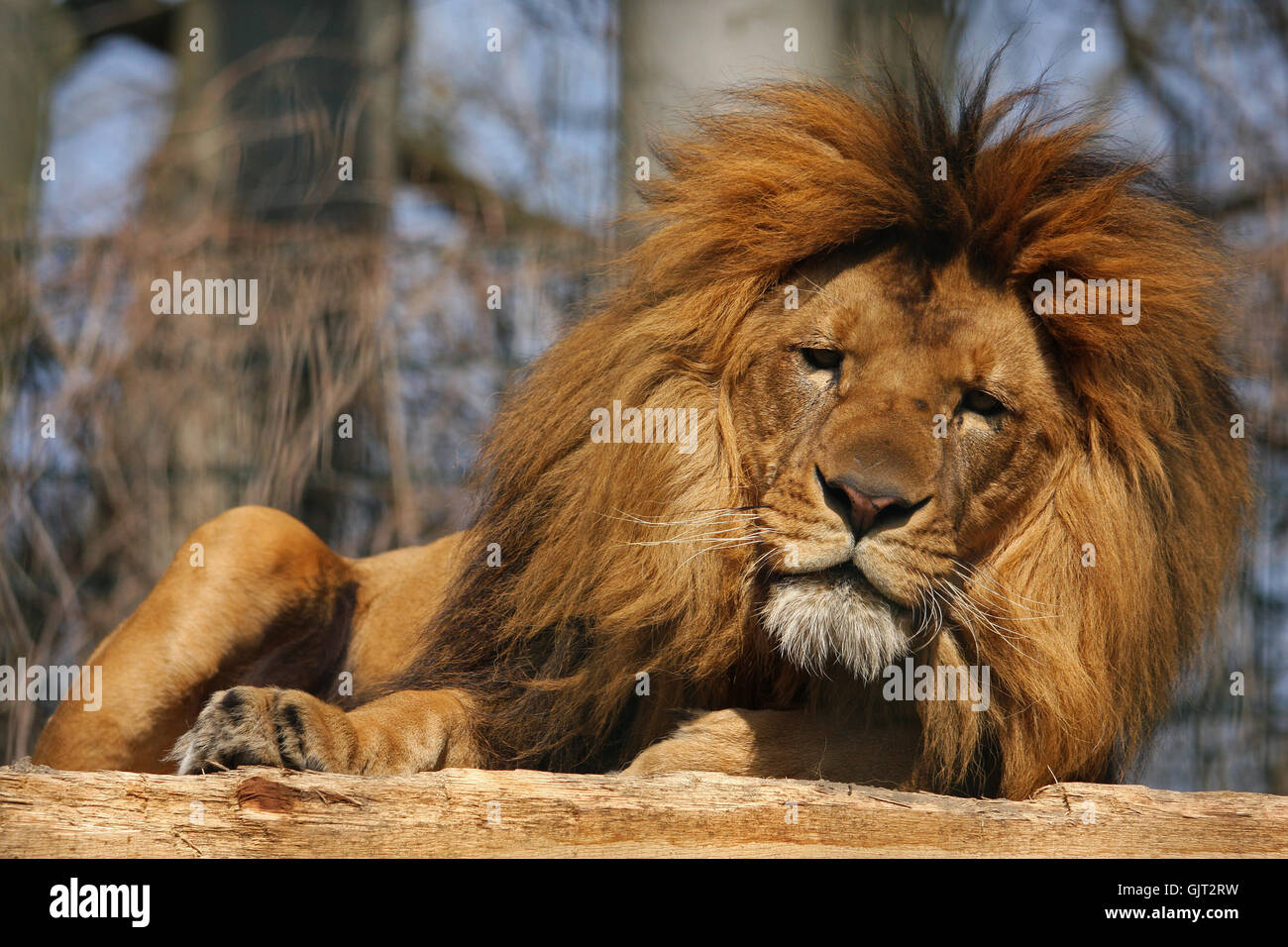 tired lion Stock Photo