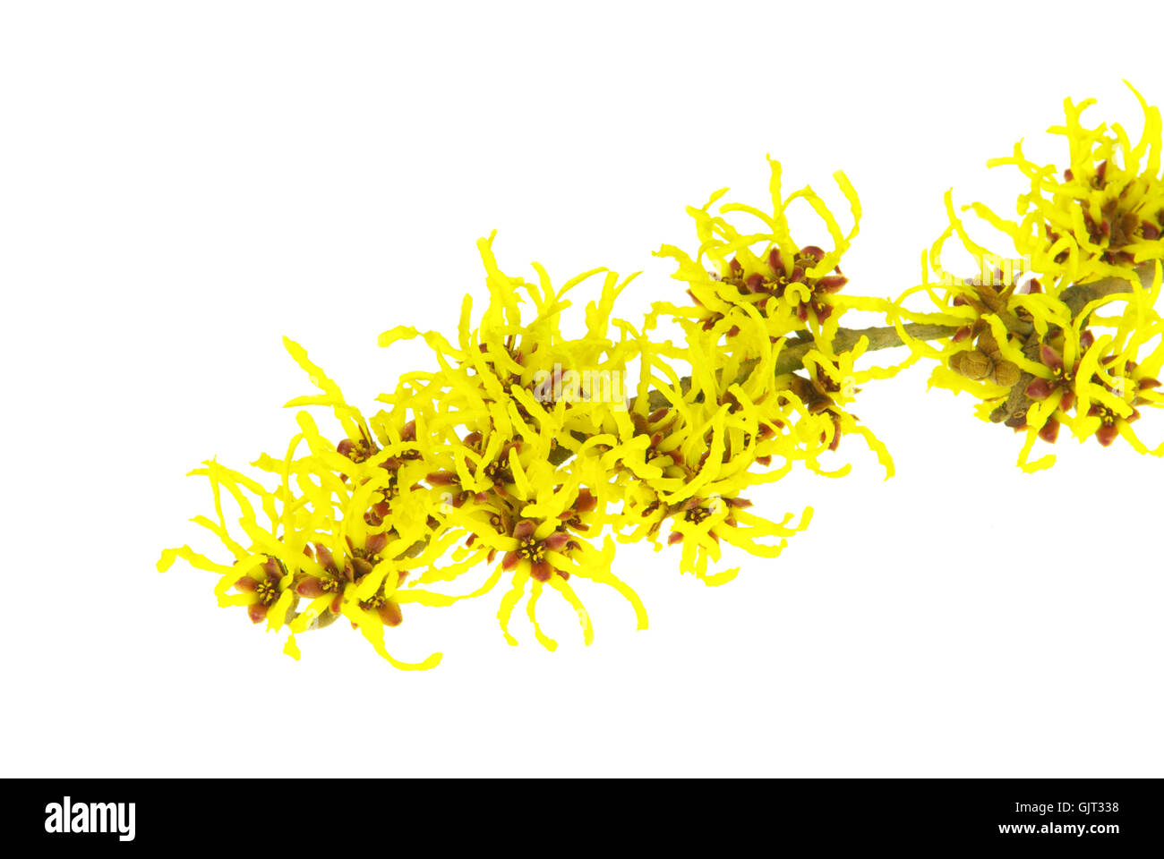 hamamelis freigestellt - hamamelis isolated 14 Stock Photo