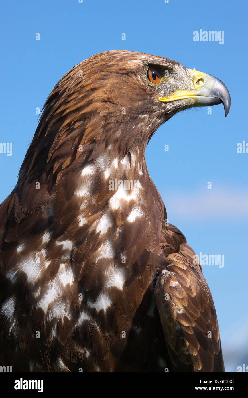 portrait birds of prey raptor Stock Photo