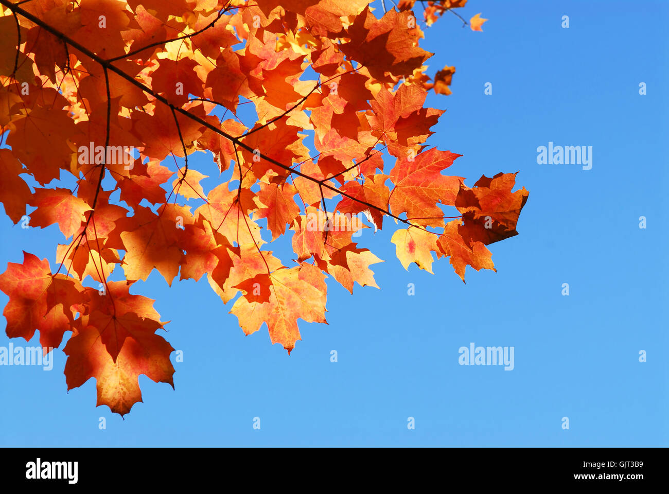 Maple tree leaves on sunny hi-res stock photography and images - Alamy