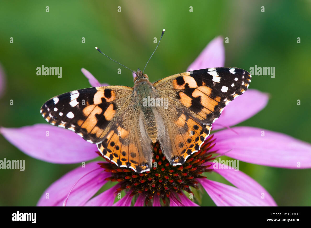 insect brown brownish Stock Photo