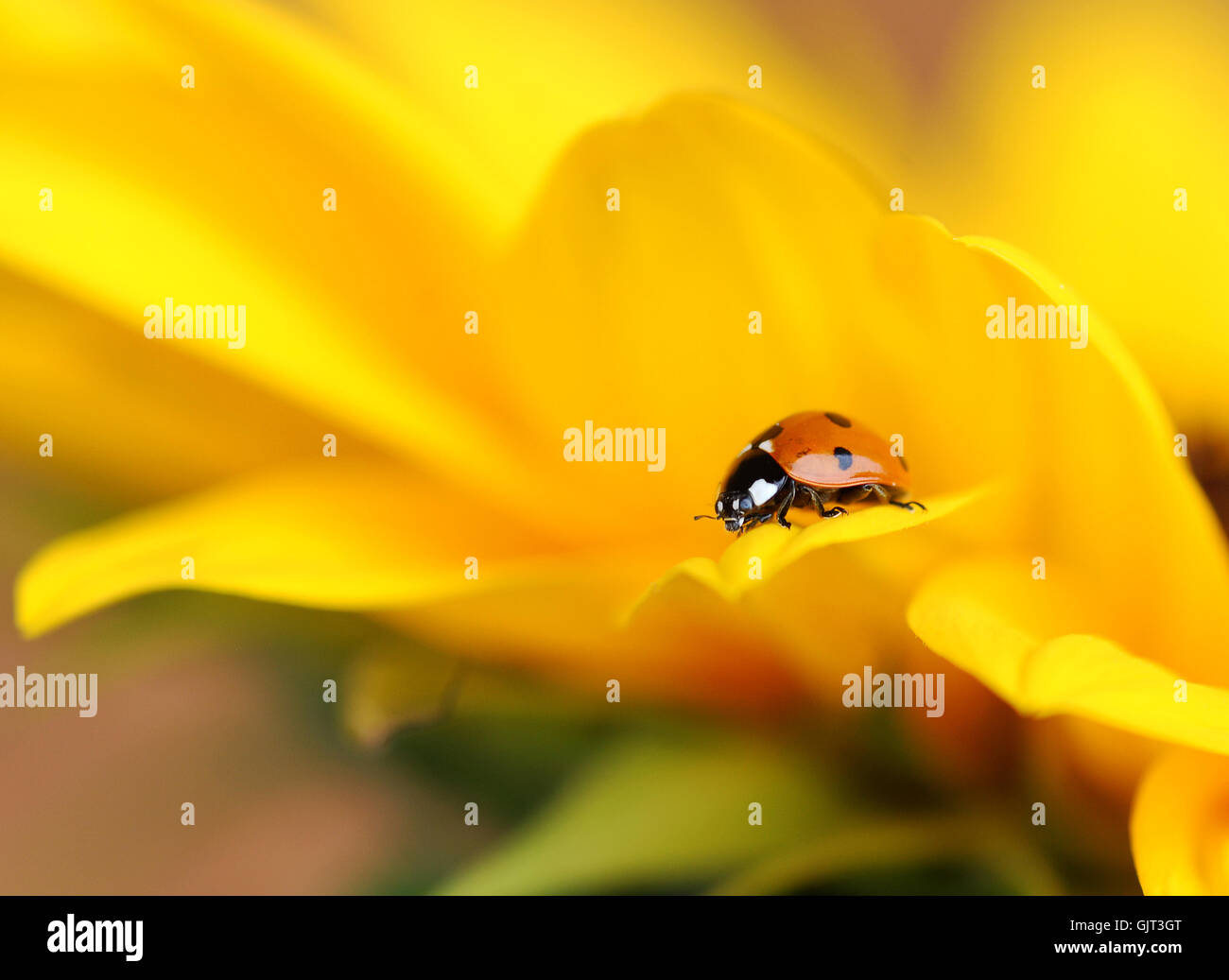 Ladybug hi-res stock photography and images - Alamy