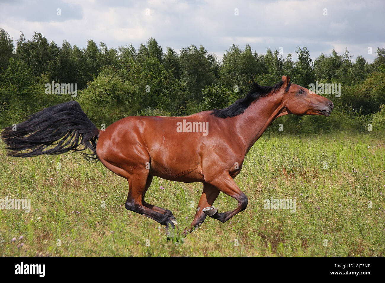 ride horse gallop Stock Photo