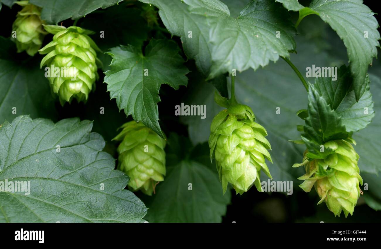 Hopfenzapfen High Resolution Stock Photography and Images - Alamy