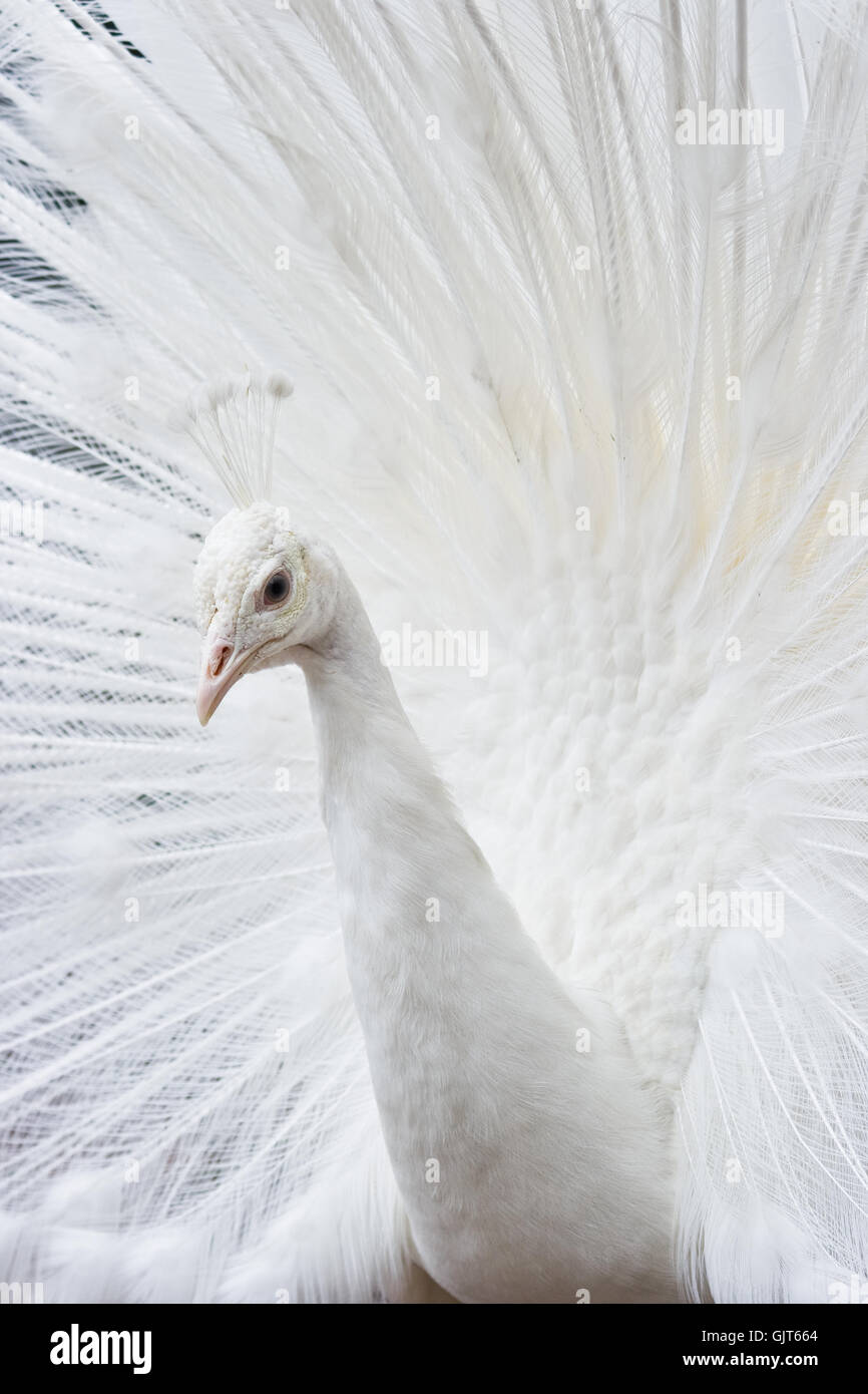 animal bird animals Stock Photo