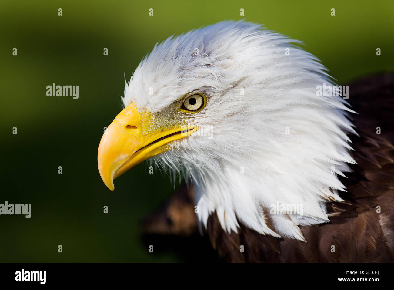 raptor birds of prey wildlife Stock Photo - Alamy