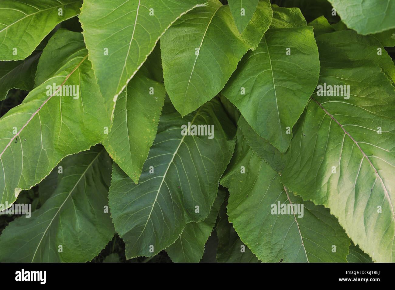Green leaves bright plant close hi-res stock photography and images - Alamy