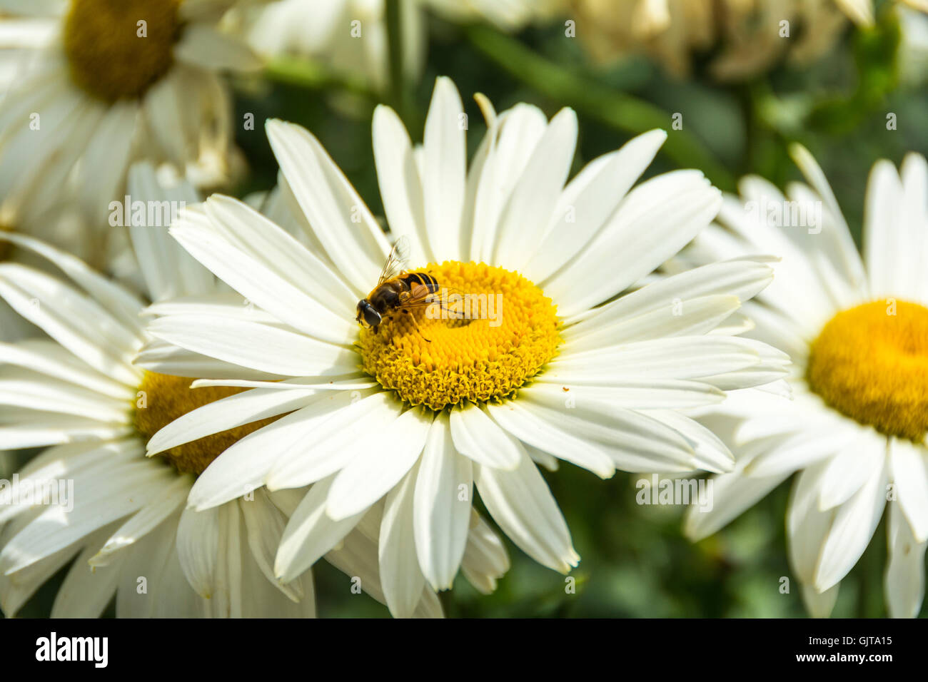 Closeup of a bee collecting nectar on Shasta Daisy perennial Stock Photo