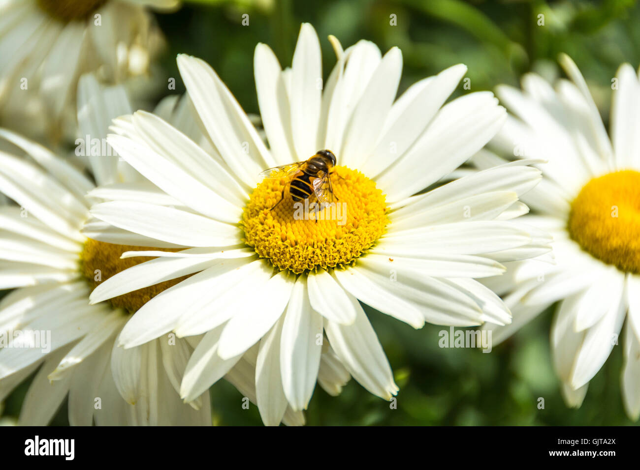 Close-up of a European honey bee (Apis mellifera) collecting nectar on a Shasta Daisy (Goldsturm) Stock Photo