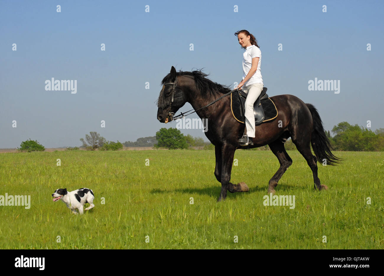woman horse dog Stock Photo