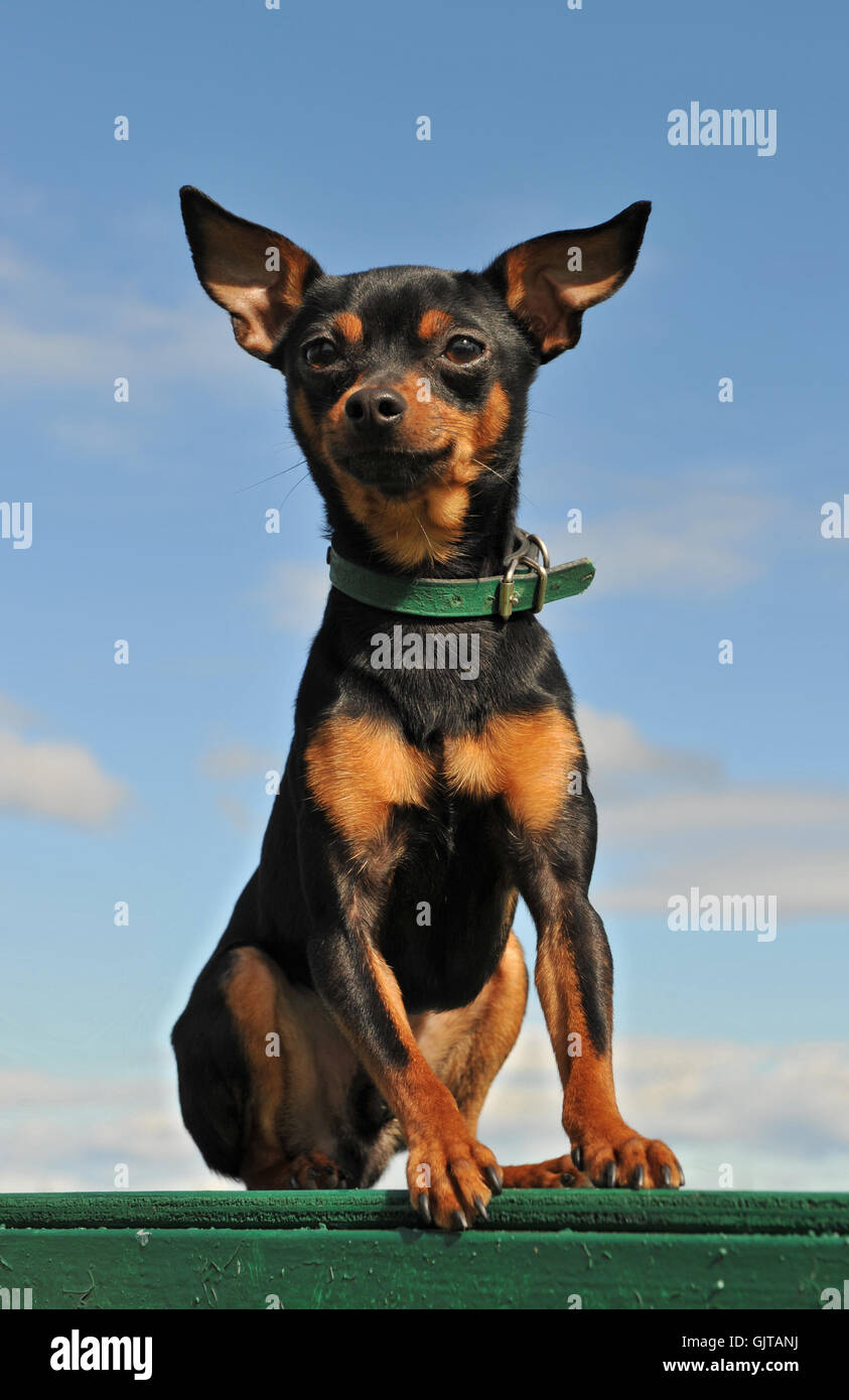 small tiny little Stock Photo - Alamy