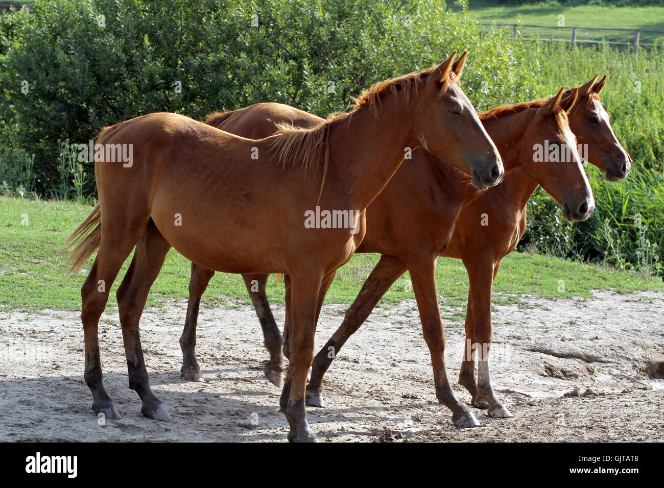 Idyllic scenery with thoroughbred angloarabian horses. Grassland with