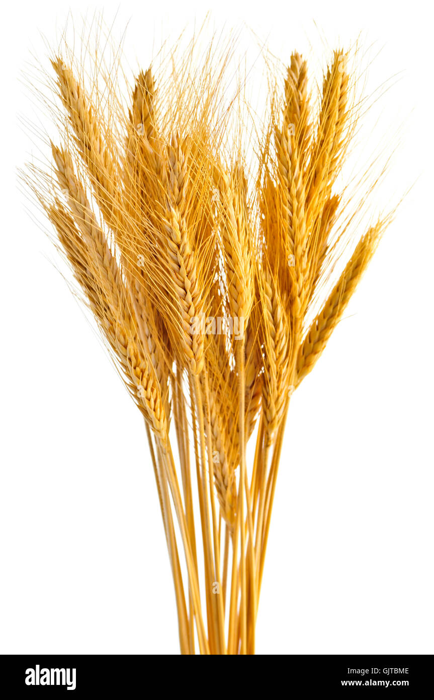 Wheat bundle hi-res stock photography and images - Alamy