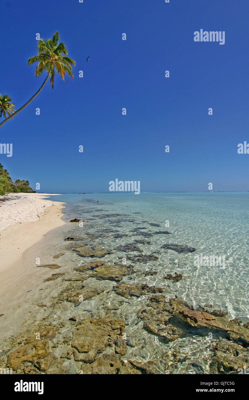 palm tree pacific salt water Stock Photo