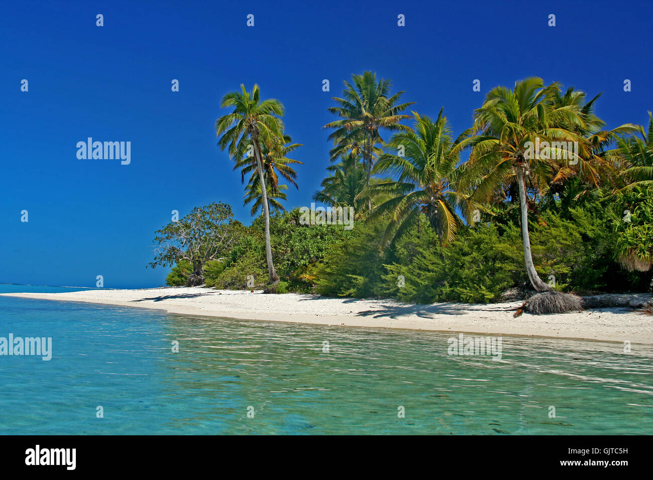 palm tree pacific salt water Stock Photo Alamy