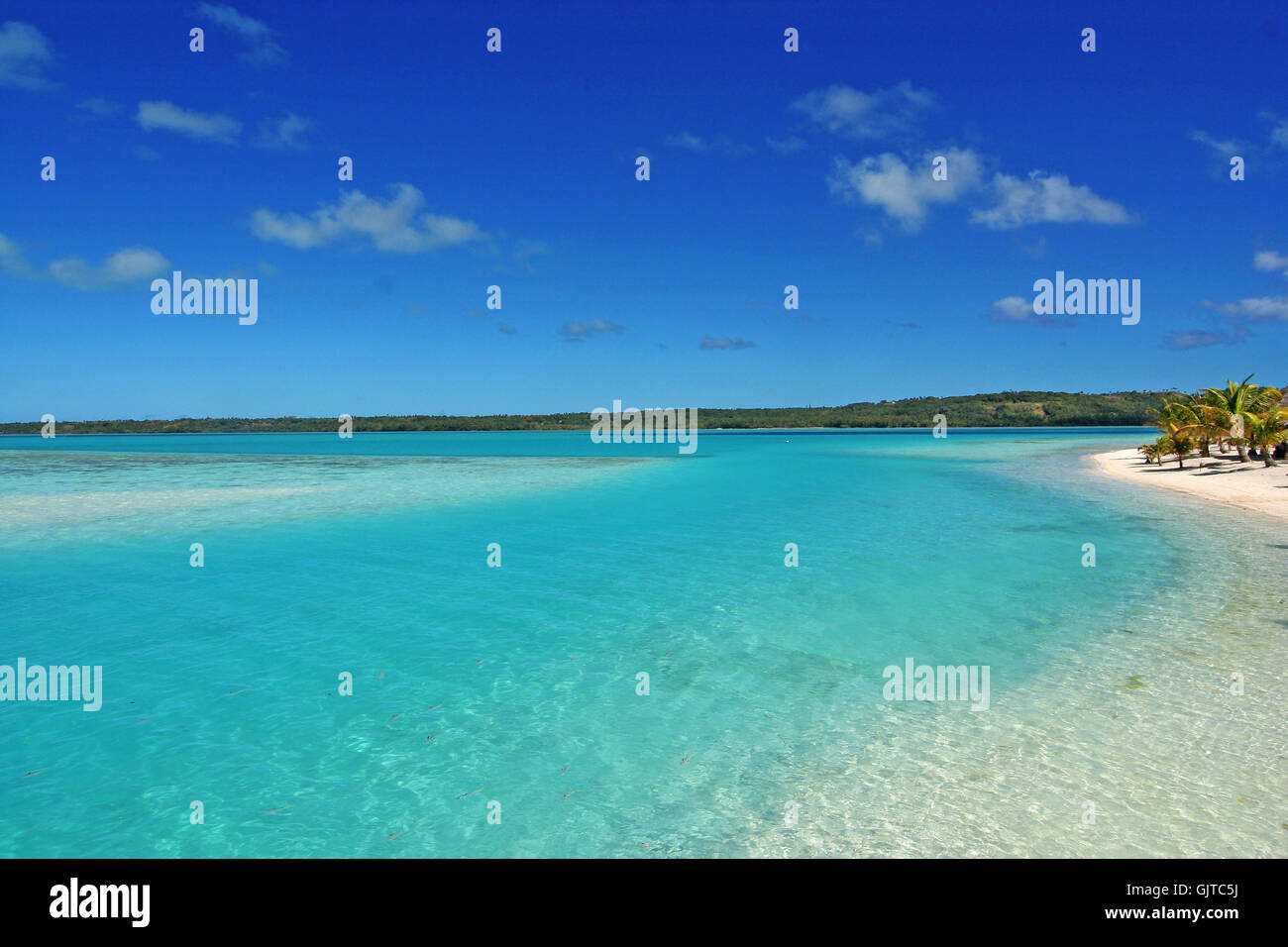 palm tree pacific salt water Stock Photo Alamy