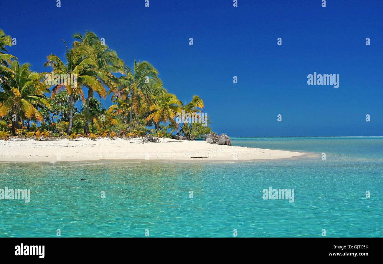 palm tree pacific salt water Stock Photo Alamy