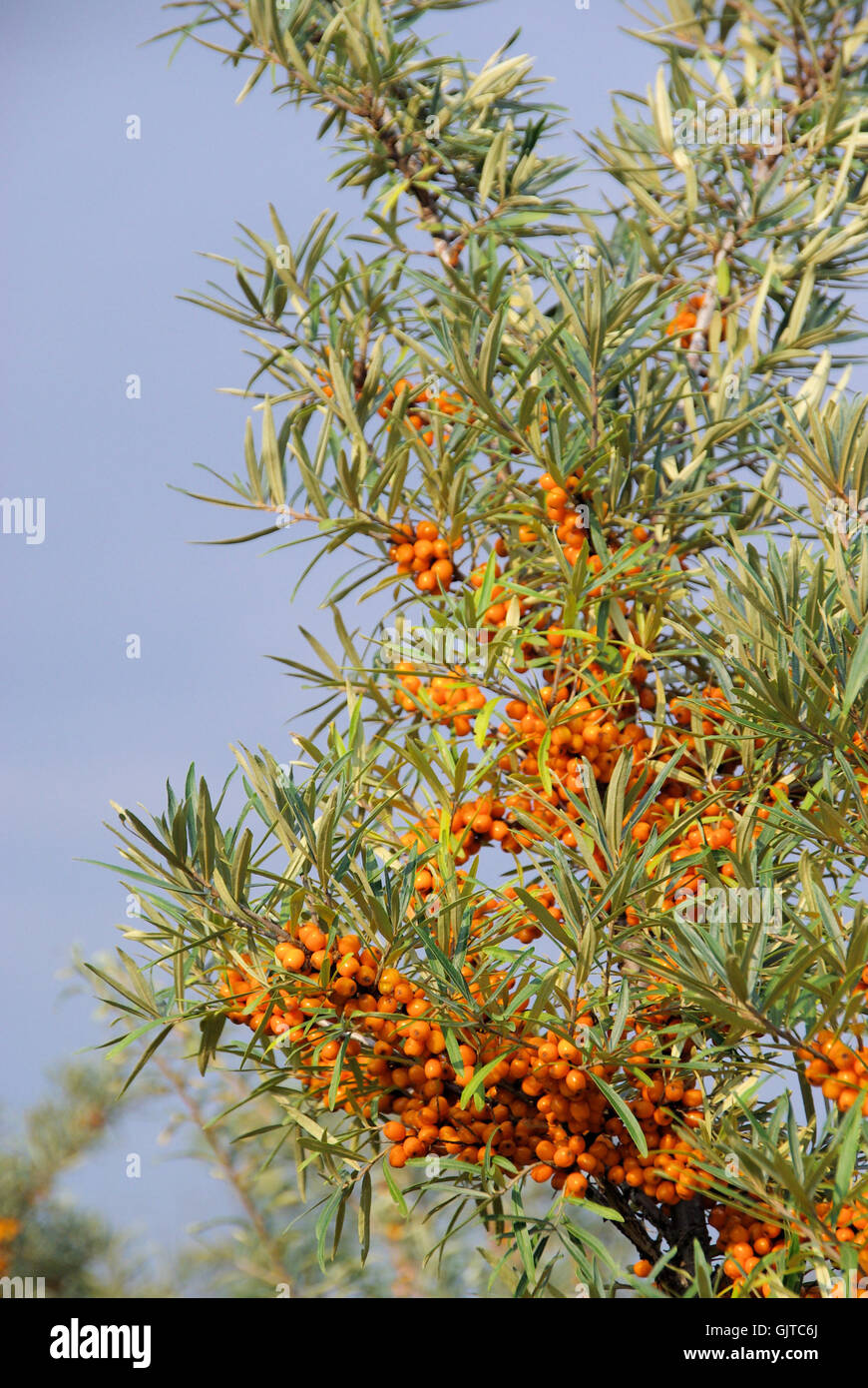 orange fruit bush Stock Photo