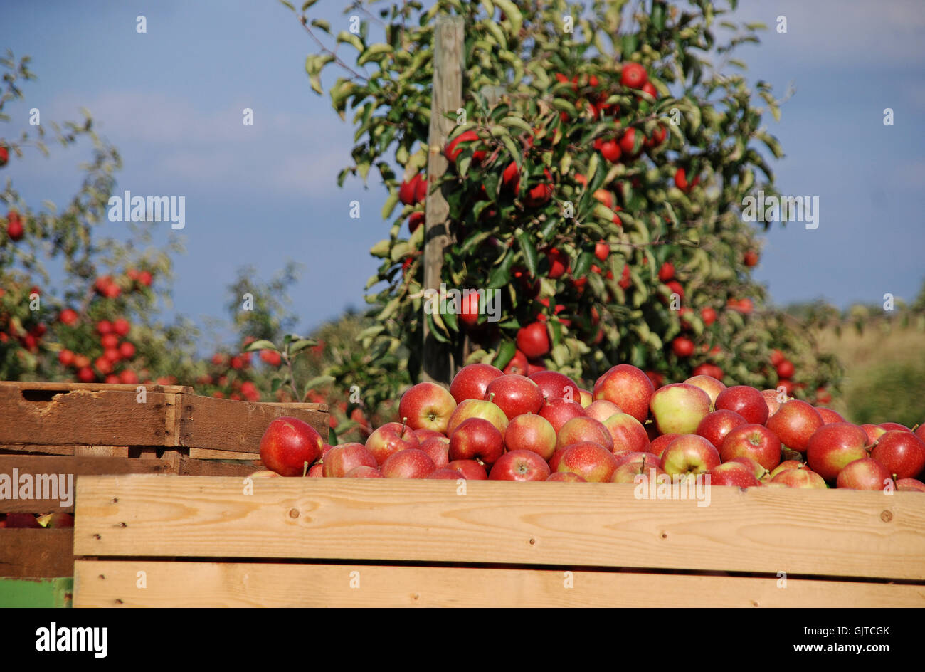 apples apple ruddiness Stock Photo