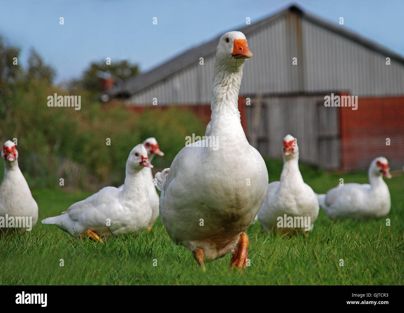 yard duck farm Stock Photo