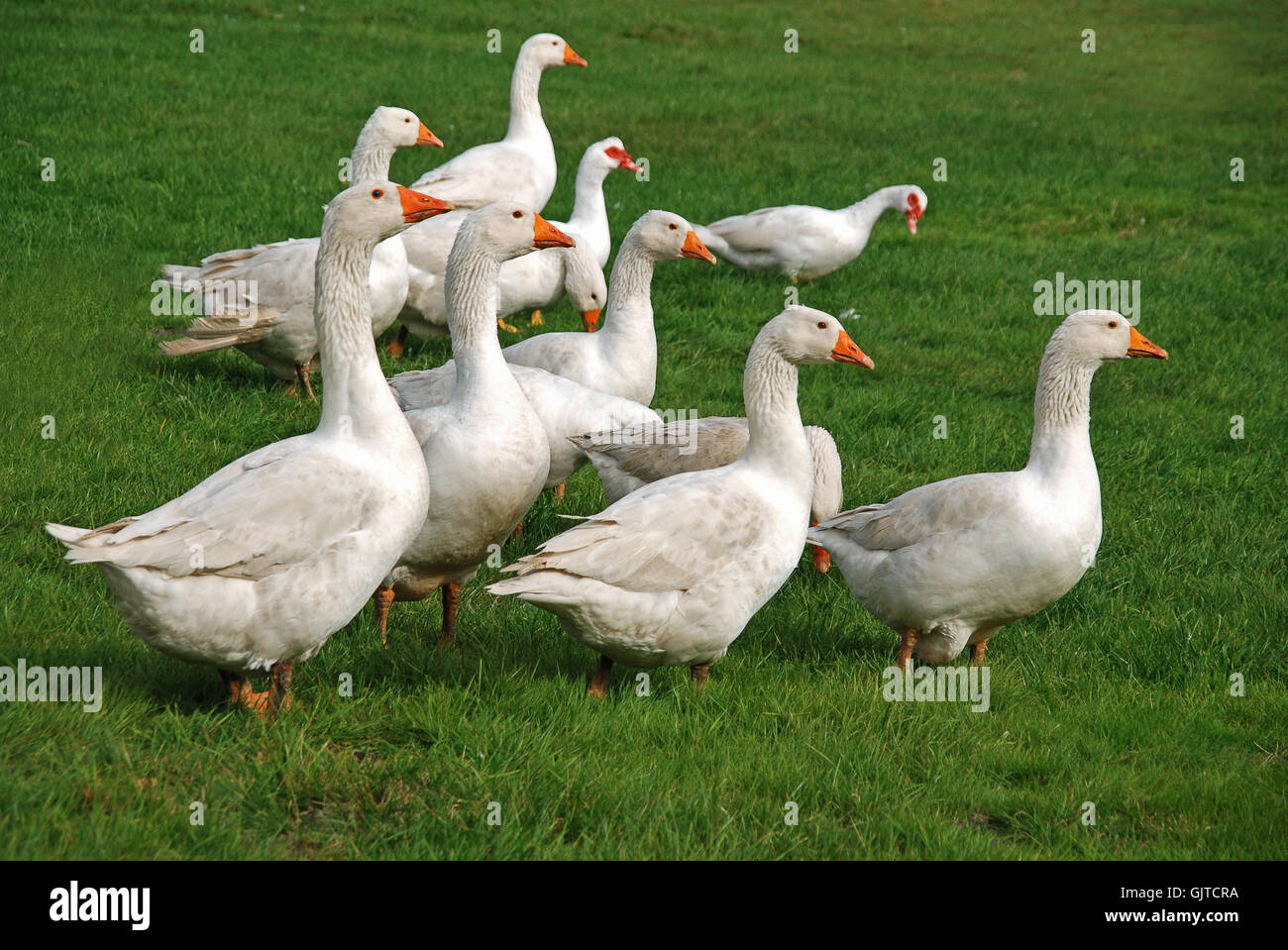 freewheeling geese Stock Photo
