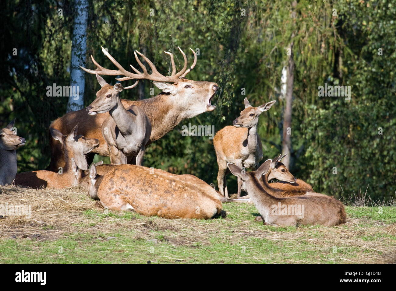 the top dog Stock Photo - Alamy