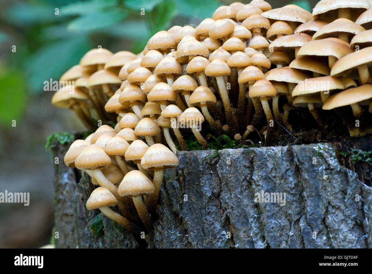 mushrooms macro close-up Stock Photo